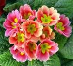 Primavera sognante