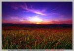Al calar del sole cuori tremanti attendono