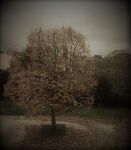 "Le foglie"
