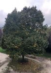 Un albero ed una panchina vuota!