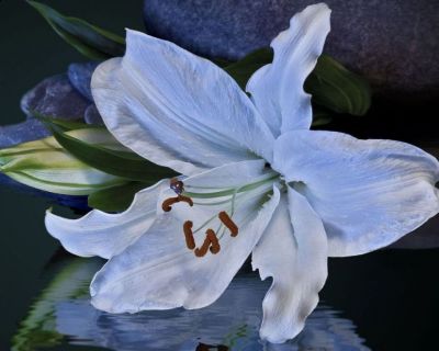 Fiore di scogliera  