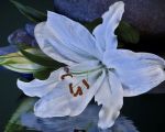 Fiore di scogliera  