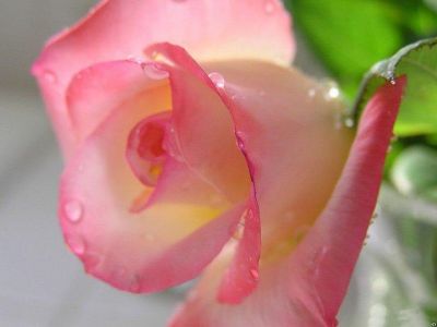 Luce