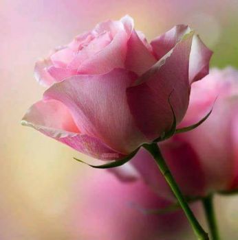 La rosa