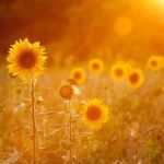 Girasoli