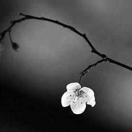 La neve