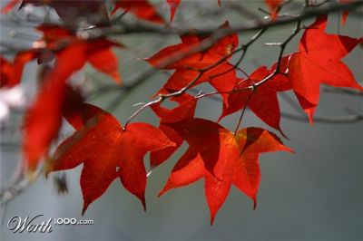 Lorizzonte rosso