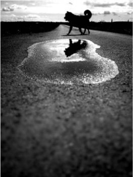 Attese