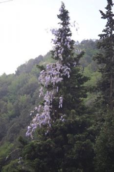 Labbraccio