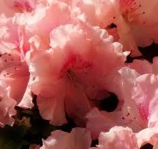 Rose di sale