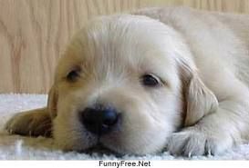 Buona notte