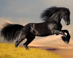Libera