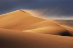 Rosa del deserto