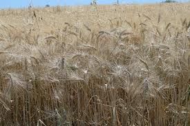 Il canto delle spighe di grano