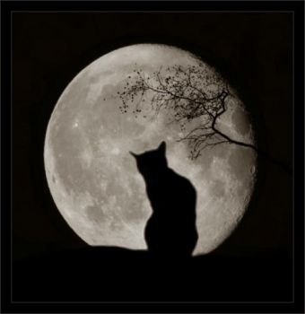 Godere la Luna