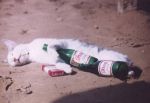 Cosa può fare un gatto in uno spazio cosi residuo?
