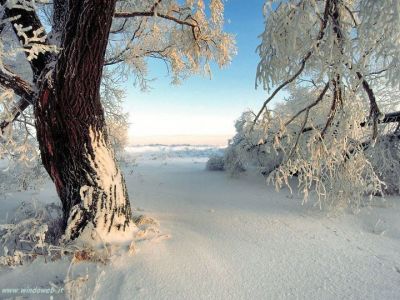 Neve d'autore