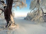 Neve d'autore
