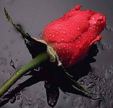 Socrate e le rose