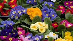 C' aria di primavera
