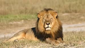 Cecil