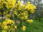 Profumo di mimose