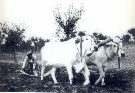 Versi proletari