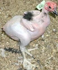Il solito pollo