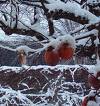 Scioglie la neve