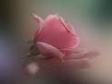 Una piccola rosa!