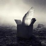 Volando