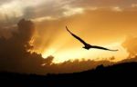 Free in the sky