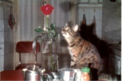 Il gatto ed io