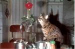 Il gatto ed io