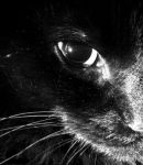 Amore di gatta