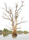 Albero secco