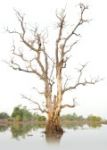 Albero secco