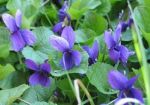 Violette