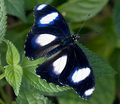 Volo di farfalla