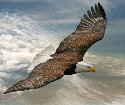 Volare