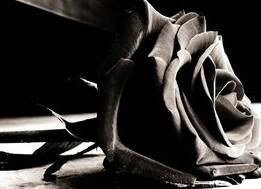 Die Weie Rose