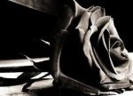 Die Weie Rose