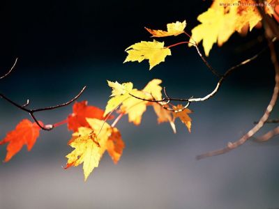 Non sbocciano pi fiori
