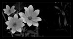 "I fiori grigi"