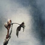"Le ombre di domani"