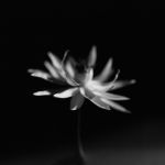 "Come i fiori di primavera"