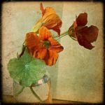 "Lune di novembre (i fiori doleandro)"