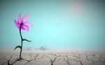 "Fiori nel deserto"