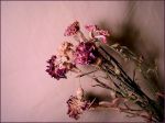 "Fiori di dolore"