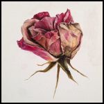 "Uccido le rose"